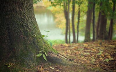 El projecte europeu Life Alnus publica nou material didàctic per descobrir els secrets dels boscos de riu
