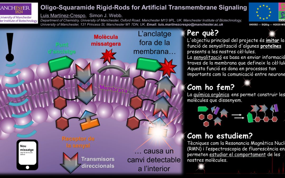 Oligo-Squaramide Rigid-Rods for Artificial Transmembrane Signaling
