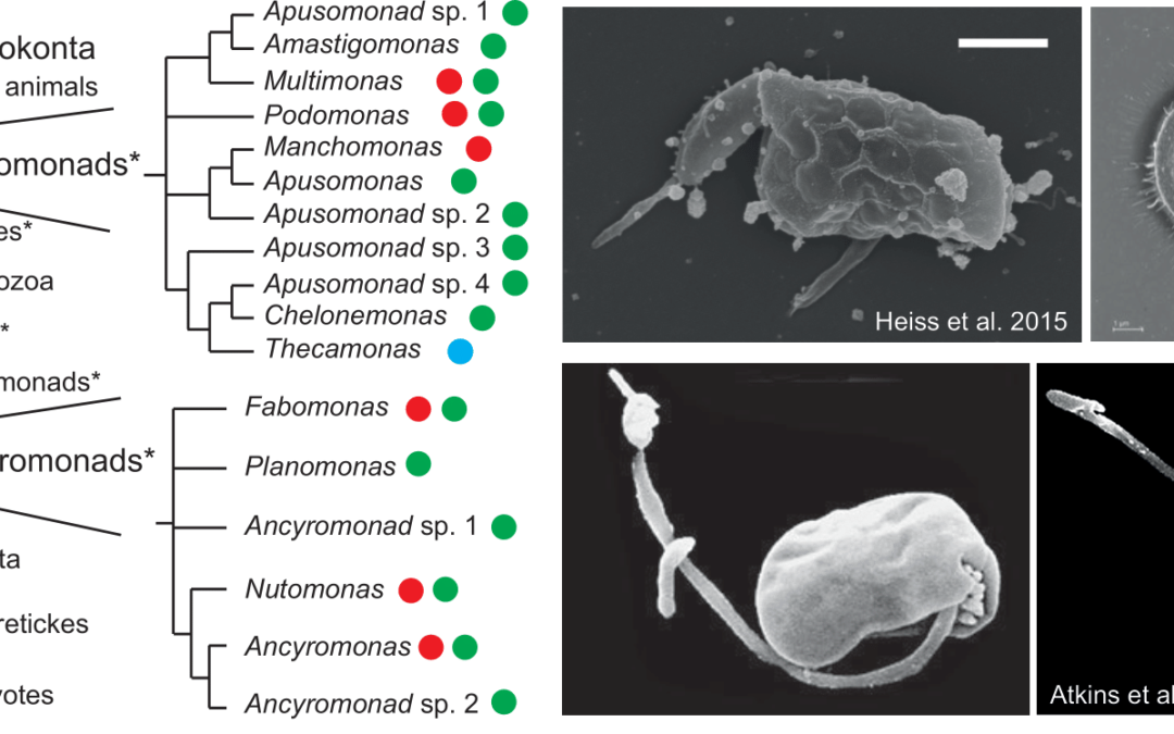 Euk-2-Us: Linking the origin of eukaryotes to the diversification of animals and fungi with genomics of nanoflagellates