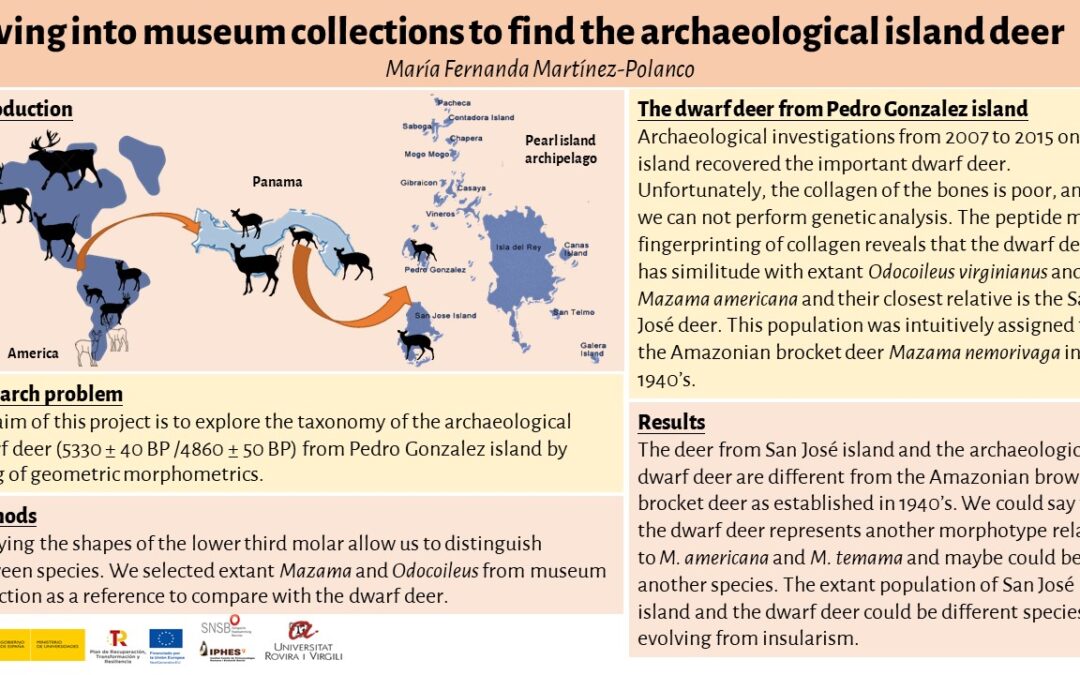 Diving into museum collections to find the archaeological island deer