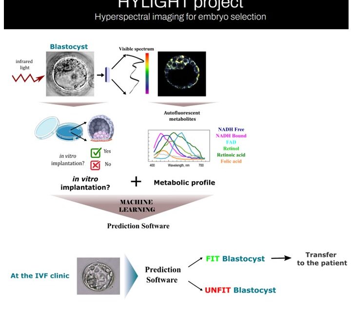 HYLIGHT (Hyperspectral imaging for embryo selection)
