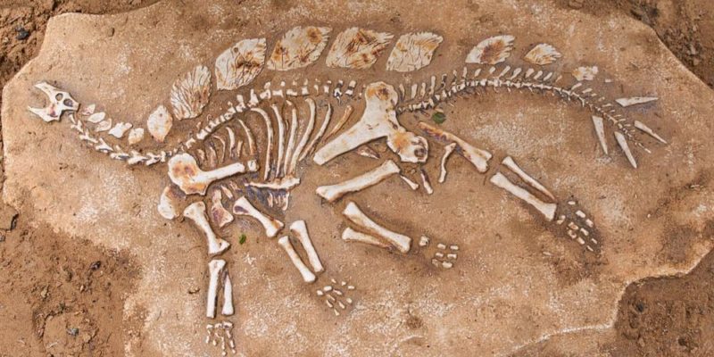 Taller – Paleontòlegs, dinosaures i altres criatures