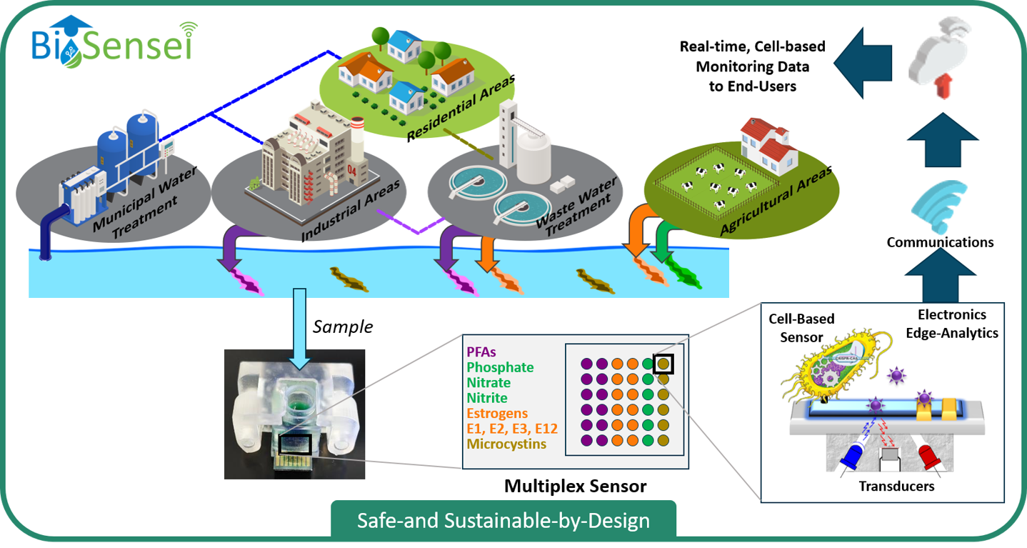 BIOSENSEI infografia - Cecilia Jimenez