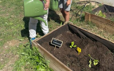 L’aigua a les plantes