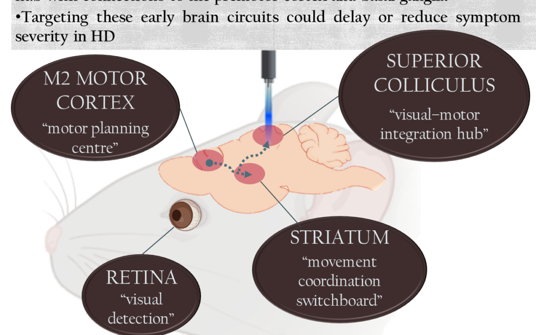 Elucidating the Superior Colliculus-related network properties and modulation in Huntington’s Disease mouse model to delay the onset and ameliorate the severity of the motor symptoms