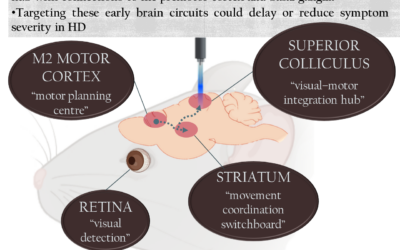 Elucidating the Superior Colliculus-related network properties and modulation in Huntington’s Disease mouse model to delay the onset and ameliorate the severity of the motor symptoms