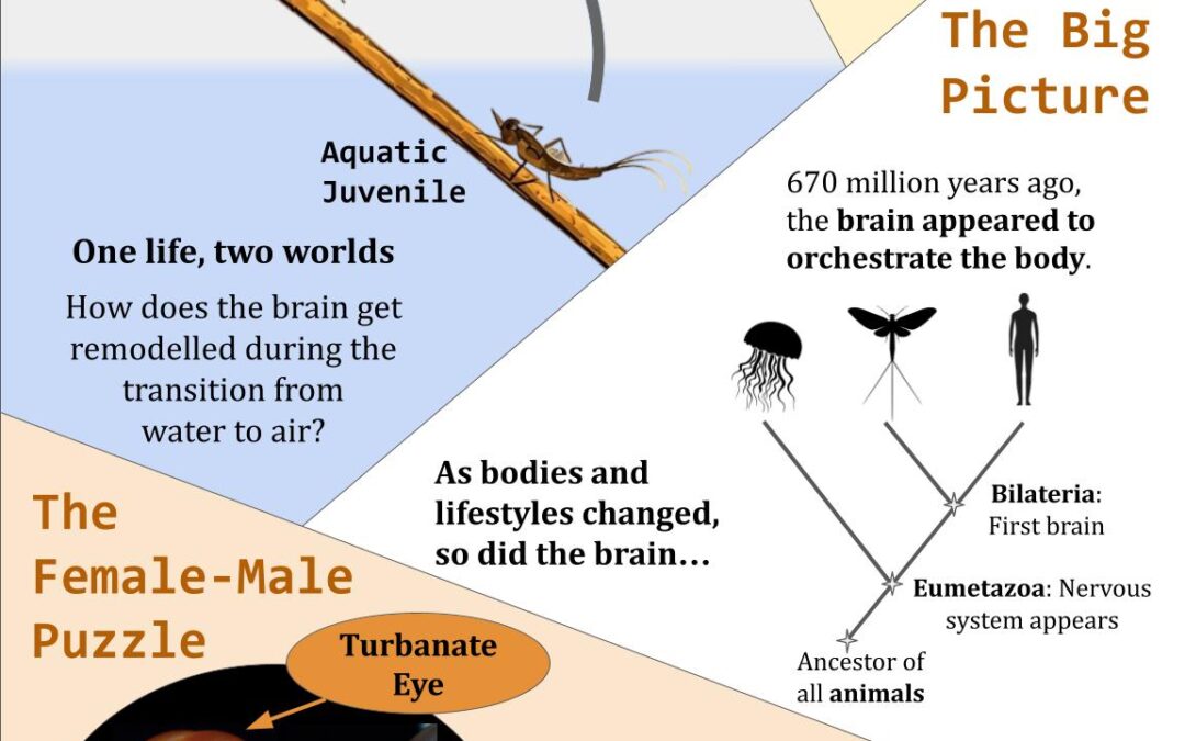 Brain Remodelling in a Mayfly